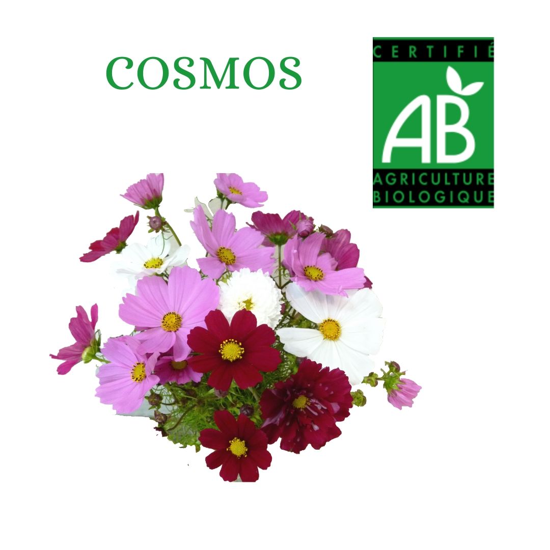 COSMOS 50 PRODUCTION BIO